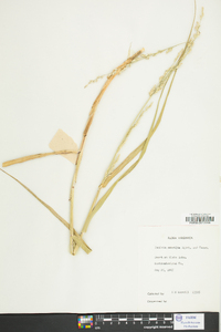 Panicum amarum image