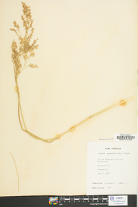 Panicum amarum image