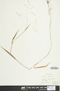 Kellochloa verrucosa image