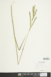 Paspalum dilatatum image