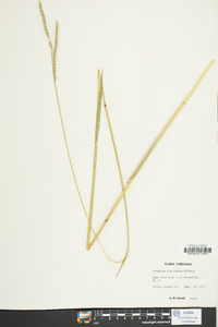 Paspalum floridanum image