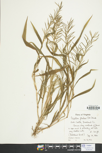 Paspalum fluitans image