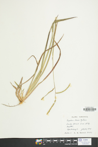 Paspalum laeve image