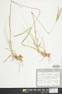 Paspalum notatum image