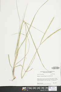 Paspalum notatum var. saurae image