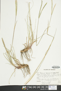 Paspalum notatum image