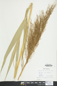 Phragmites australis image