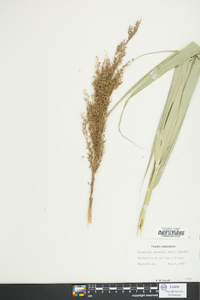 Phragmites australis image