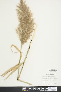 Phragmites australis image