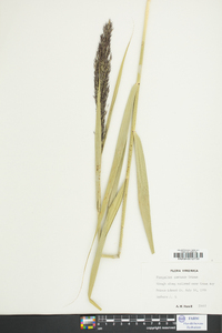 Phragmites australis image