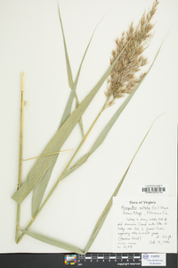 Phragmites australis image