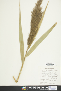 Phragmites australis image