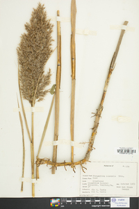 Phragmites australis image