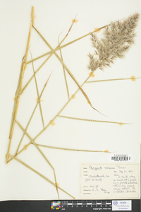 Phragmites australis image