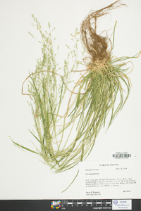 Poa alsodes image