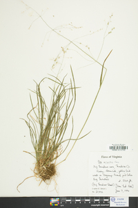 Poa alsodes image