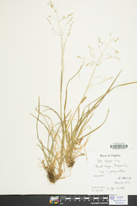 Poa alsodes image