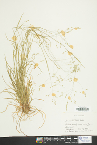 Poa autumnalis image