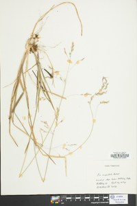 Poa cuspidata image