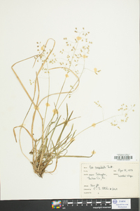 Poa cuspidata image