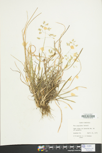 Poa cuspidata image