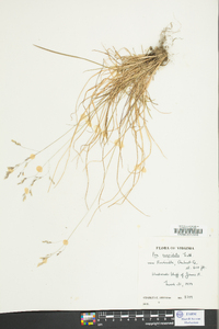 Poa cuspidata image