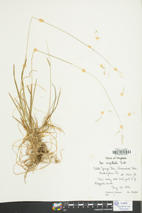 Poa cuspidata image