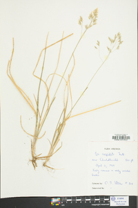 Poa cuspidata image