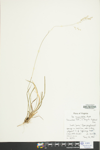 Poa cuspidata image