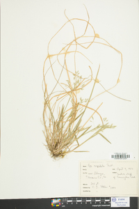 Poa cuspidata image