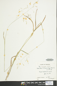 Poa cuspidata image