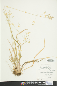 Poa cuspidata image