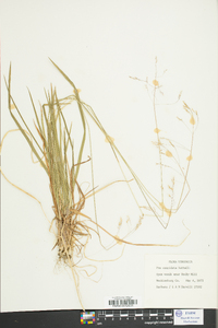 Poa cuspidata image