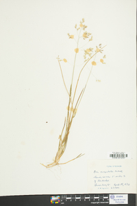 Poa cuspidata image