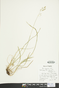 Poa languida image