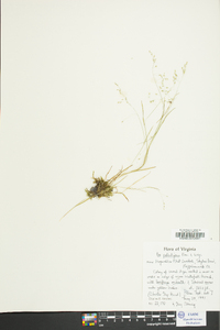 Poa paludigena image