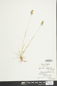 Poa sylvestris image