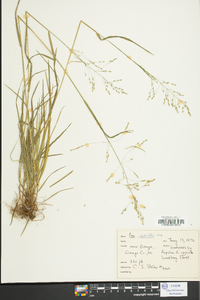 Poa sylvestris image