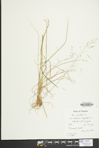 Poa sylvestris image