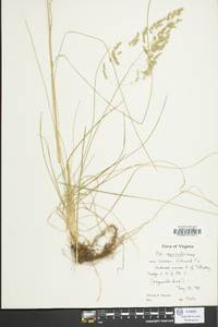 Poa sylvestris image