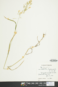 Poa trivialis image