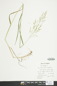 Poa trivialis image