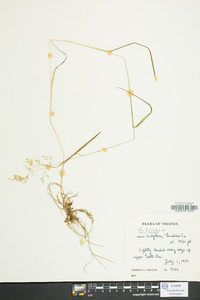 Poa trivialis image