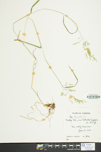 Poa trivialis image