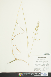 Poa trivialis image