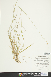 Schizachne purpurascens image