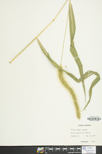 Setaria faberi image