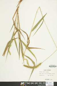 Setaria faberi image