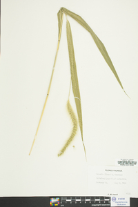 Setaria faberi image