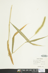 Setaria faberi image